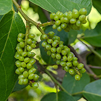 Gymnema Leaf Extract